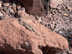 Crotaphytus nebrius
