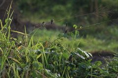 Sporophila minuta