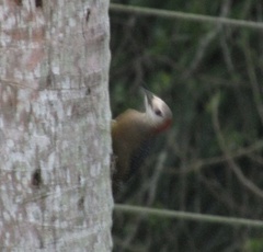 Melanerpes radiolatus