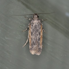 Filatima serotinella