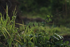 Sporophila minuta