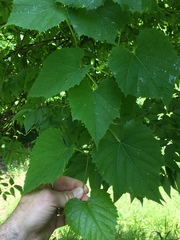 Vitis cinerea baileyana