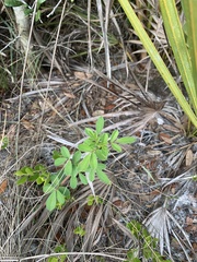Chapmannia floridana