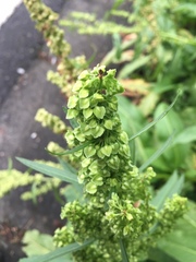 Rumex japonicus