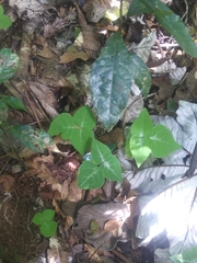 Desmodium wydlerianum