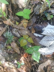 Desmodium wydlerianum