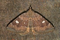 Chrysolarentia heteroleuca