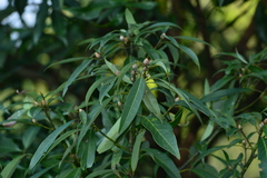 Machilus zuihoensis mushaensis