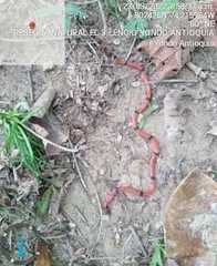 Micrurus dumerilii antioquiensis