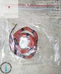 Micrurus dumerilii antioquiensis