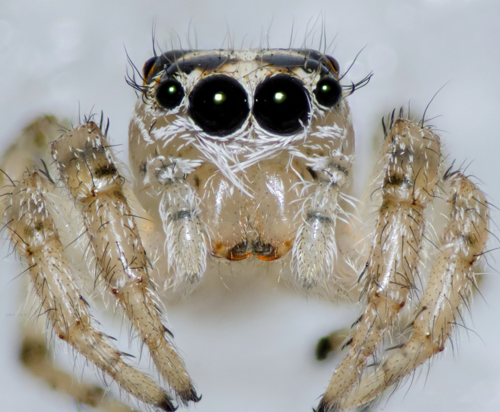 Colonus hesperus