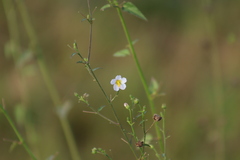 Kosteletzkya depressa