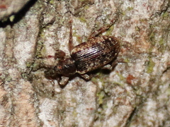 Dorytomus ictor