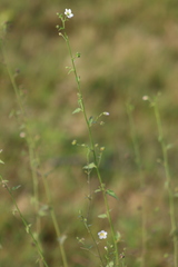 Kosteletzkya depressa