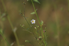 Kosteletzkya depressa