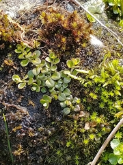 Epilobium brunnescens