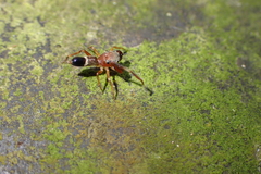 Synagelides