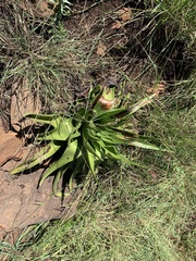 Crassula acinaciformis