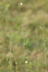 Kosteletzkya depressa