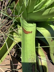 Crassula acinaciformis