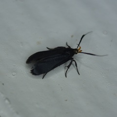 Dichomeris nonstrigella