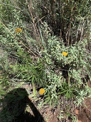 Helichrysum umbraculigerum