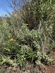 Helichrysum umbraculigerum