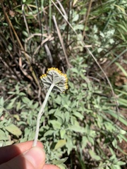 Helichrysum umbraculigerum
