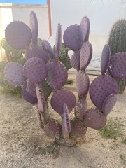Opuntia santa-rita