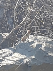 Tamias striatus