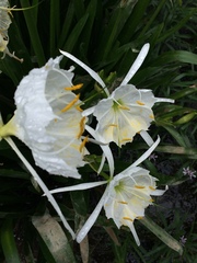 Hymenocallis coronaria