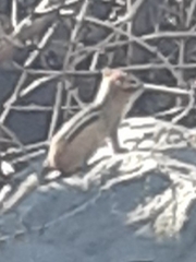 Tamias striatus