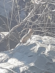 Tamias striatus