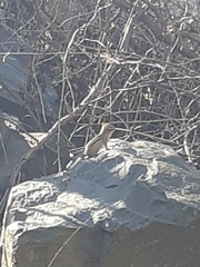 Tamias striatus