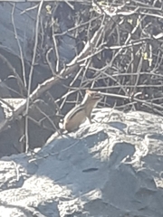 Tamias striatus