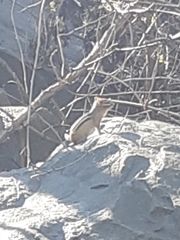 Tamias striatus