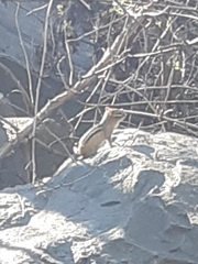 Tamias striatus