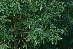 Machilus zuihoensis mushaensis