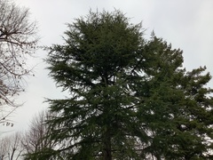Pinaceae