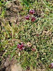 Trifolium wormskioldii