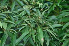 Machilus zuihoensis mushaensis