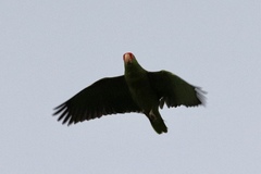 Amazona viridigenalis