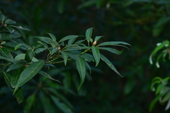Machilus zuihoensis mushaensis