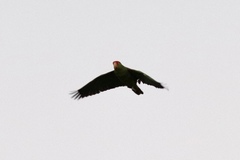 Amazona viridigenalis
