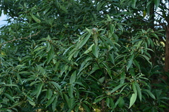 Machilus zuihoensis mushaensis