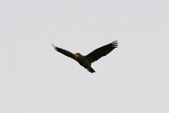 Amazona viridigenalis