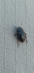 Leconectes striatellus