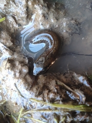 Lissotriton vulgaris meridionalis