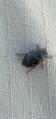 Leconectes striatellus