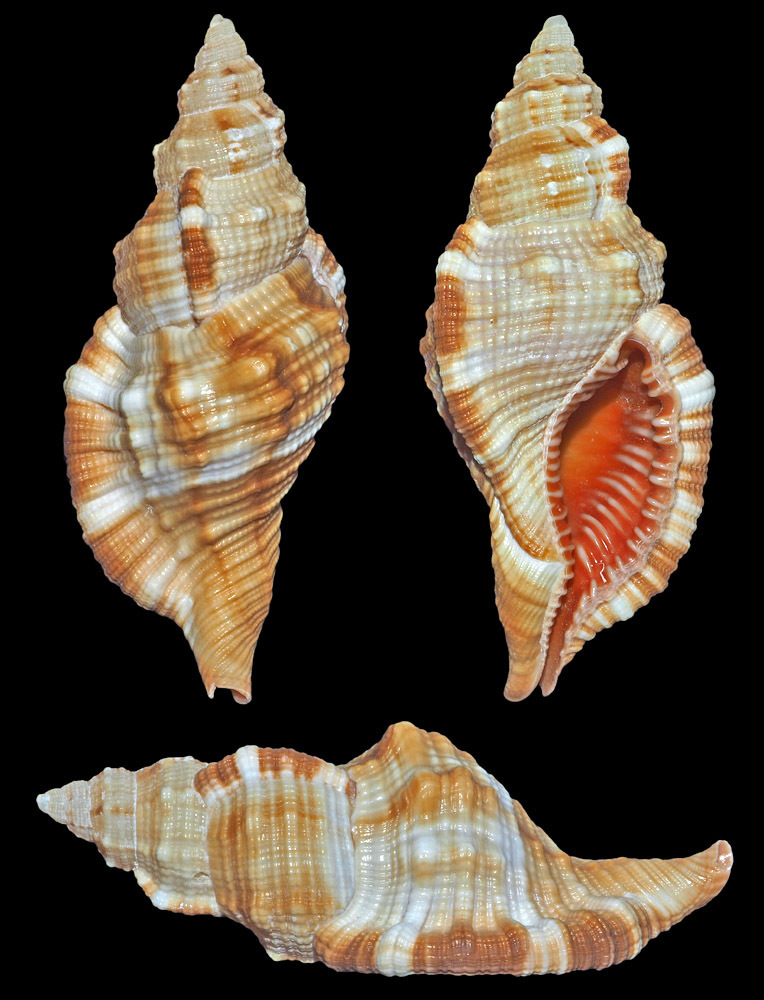 Common Hairy Triton Snail